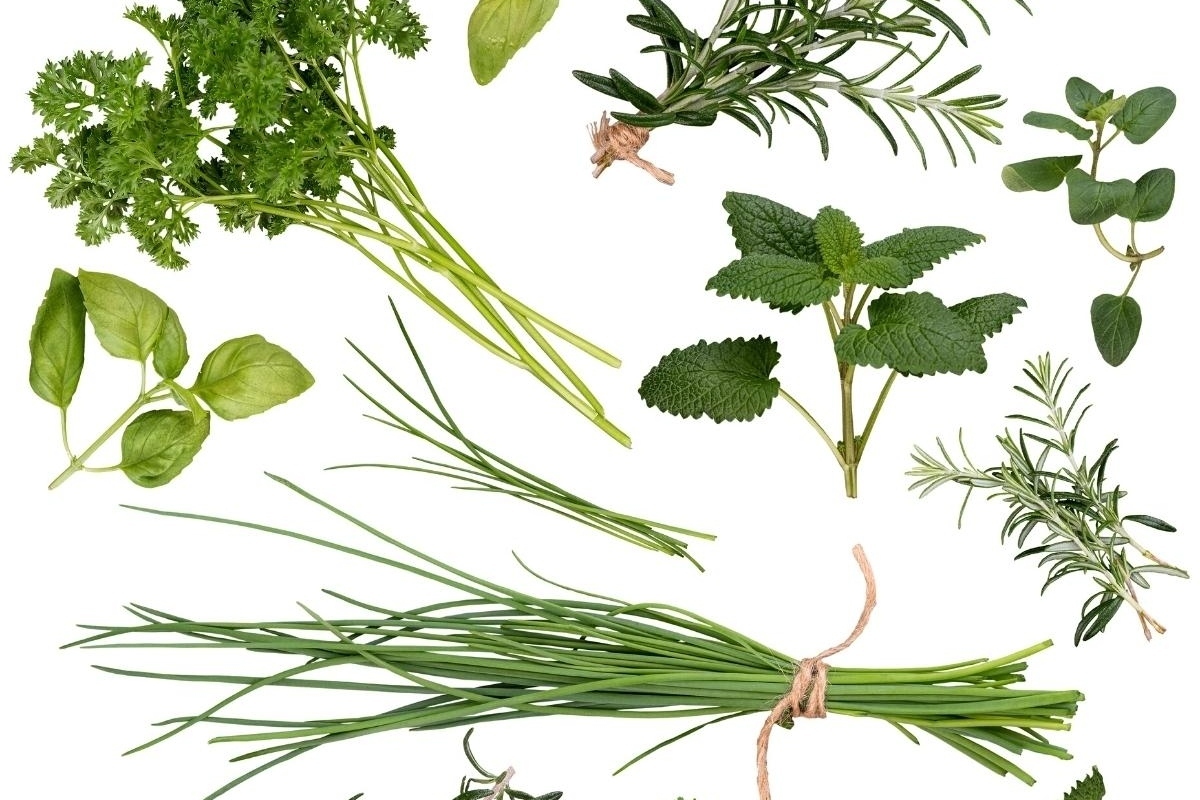 A collection of herbs on a white background.